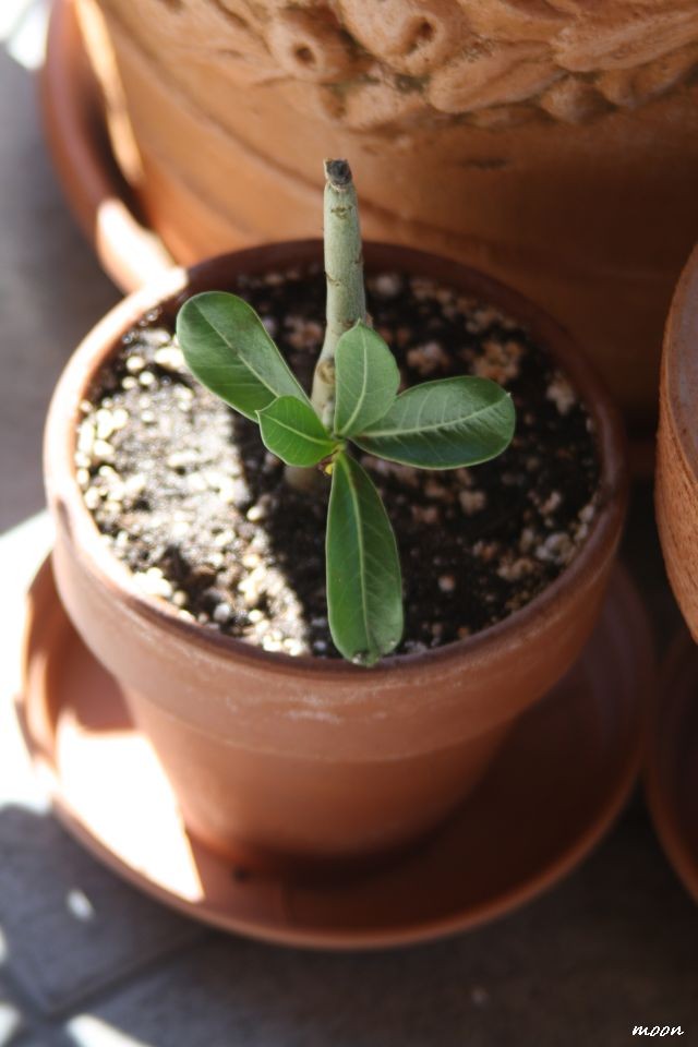 adenium